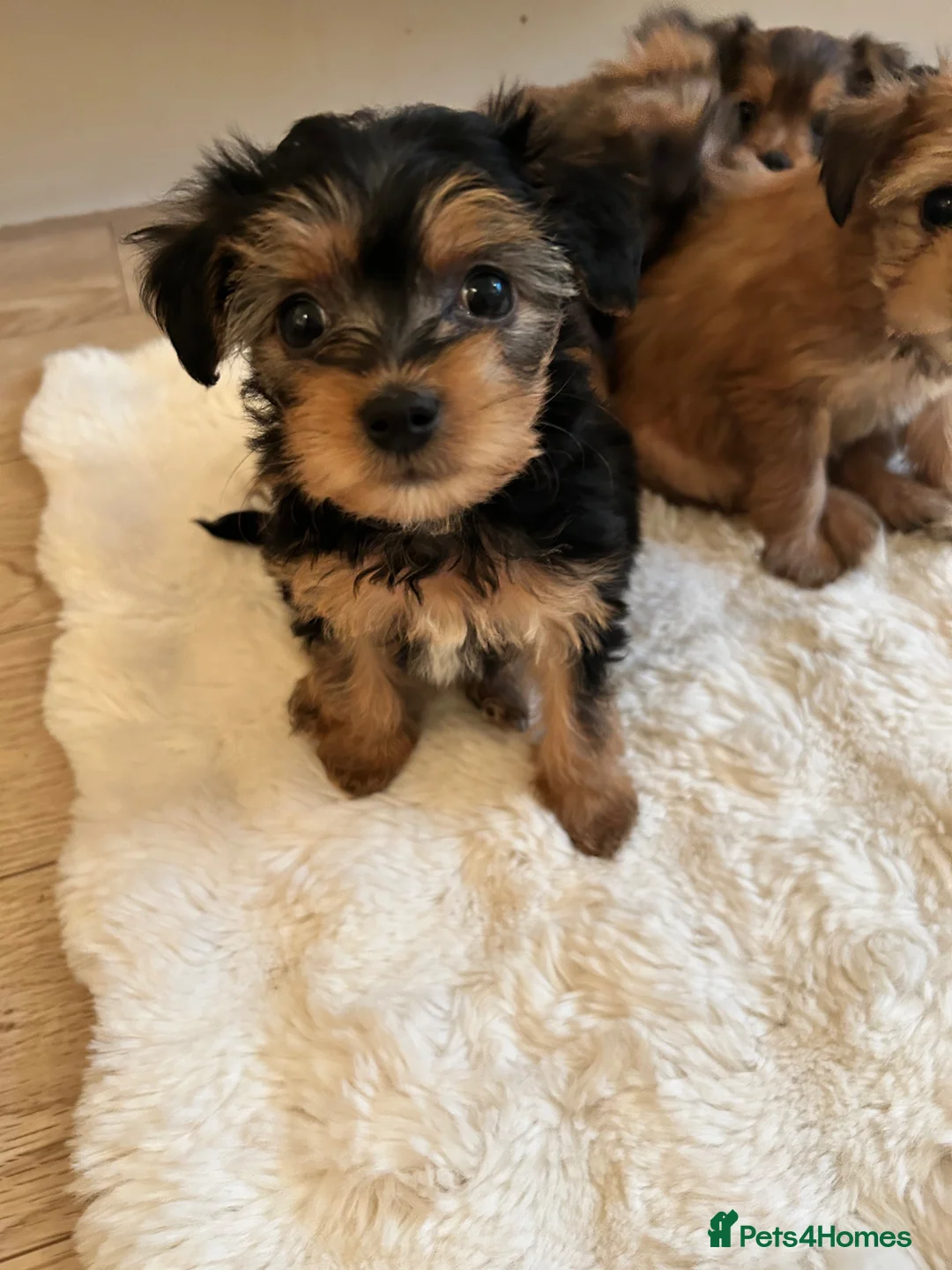 Morkie dogs for sale: Very tiny morkie babies  - Advert 10