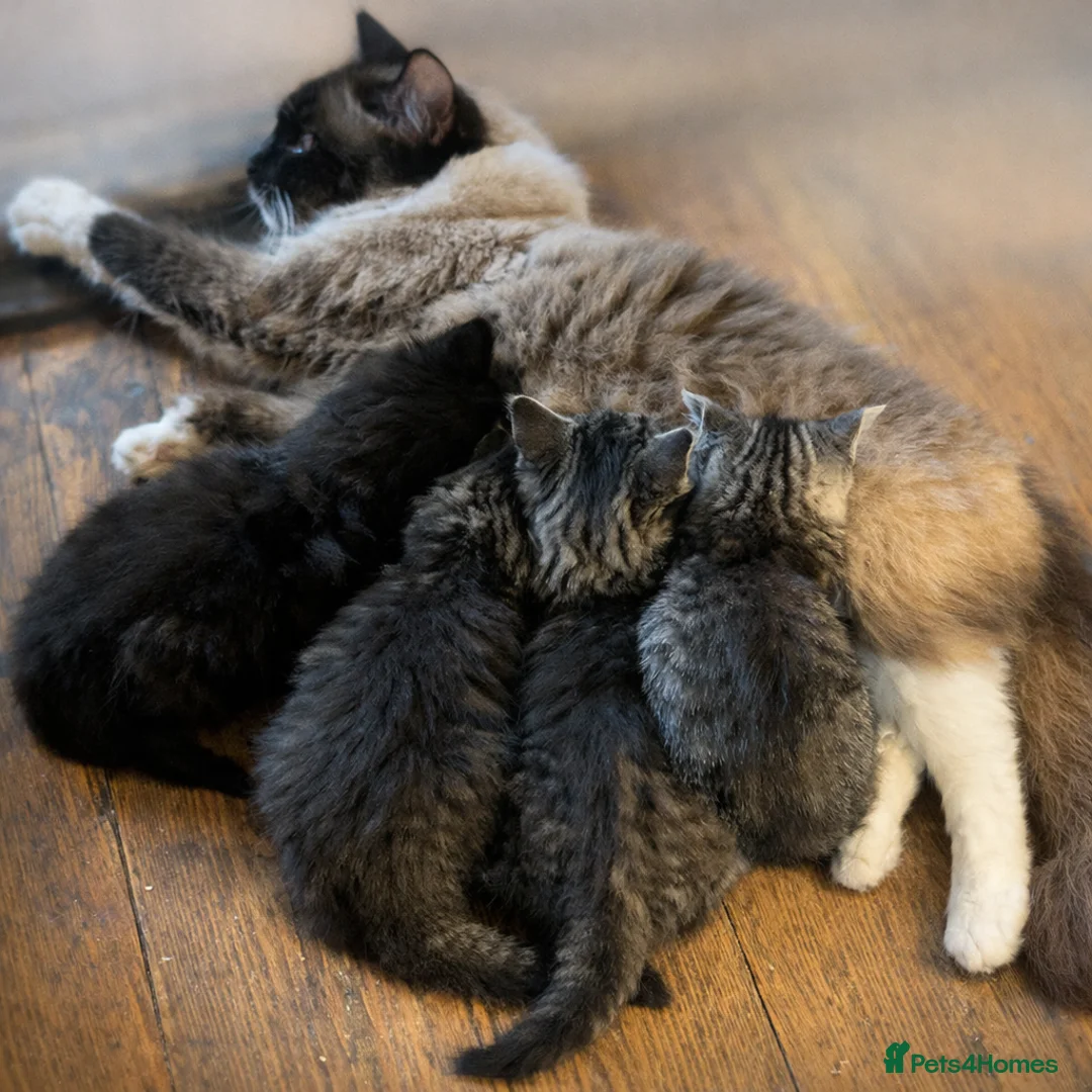 Mixed Breed cats for sale: Ragdoll Tabby Mix Fluffy Home Reared Kittens 2M/2F in Tonbridge - Advert 2