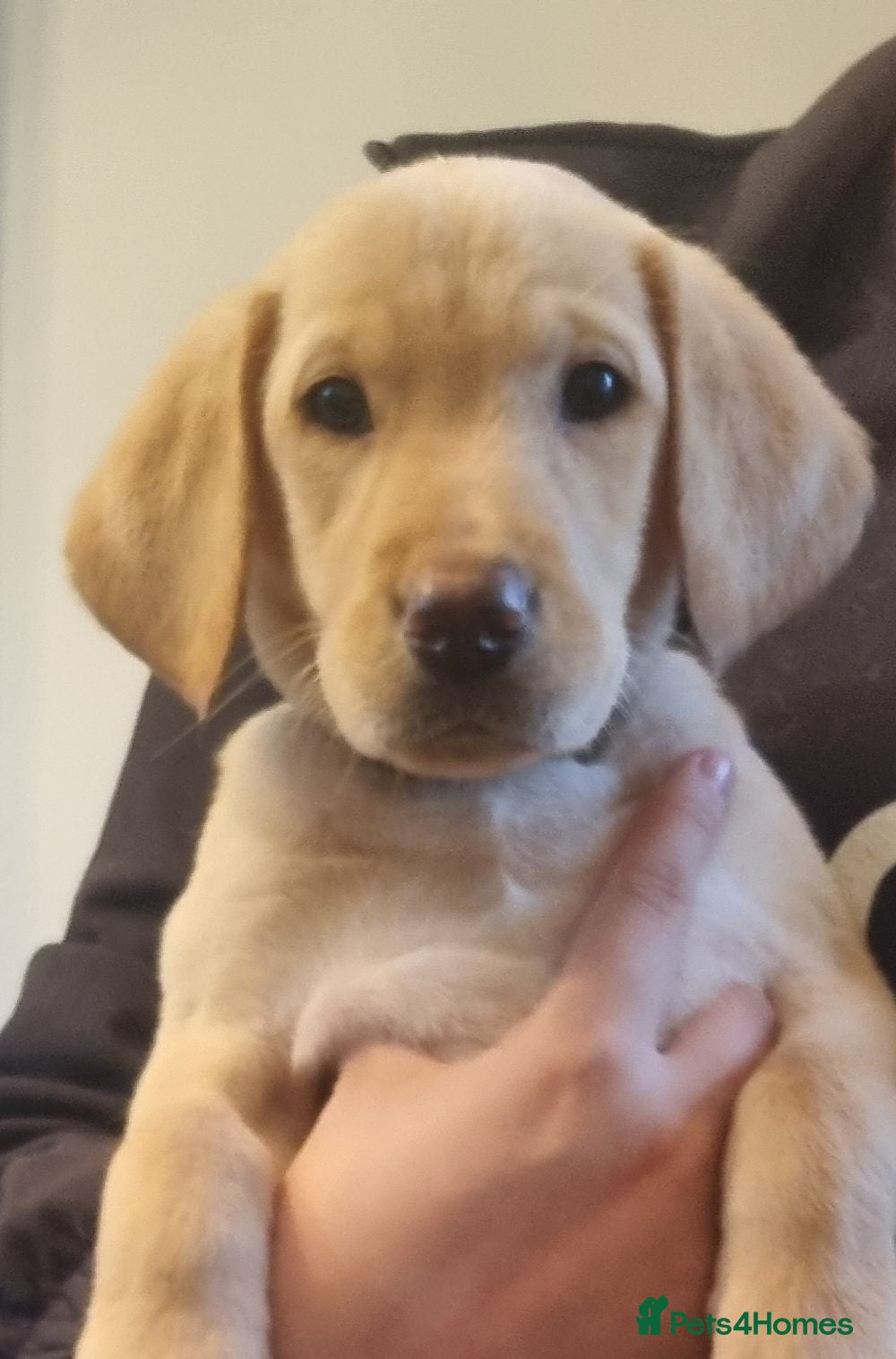 Labrador Retriever dogs LAB PUPPY READY 2 LEAVE NOW gorgeous 1 girl lefT - Advert 10