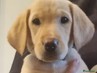 Labrador Retriever dogs LAB PUPPY READY 2 LEAVE NOW gorgeous 1 girl lefT - Advert 10