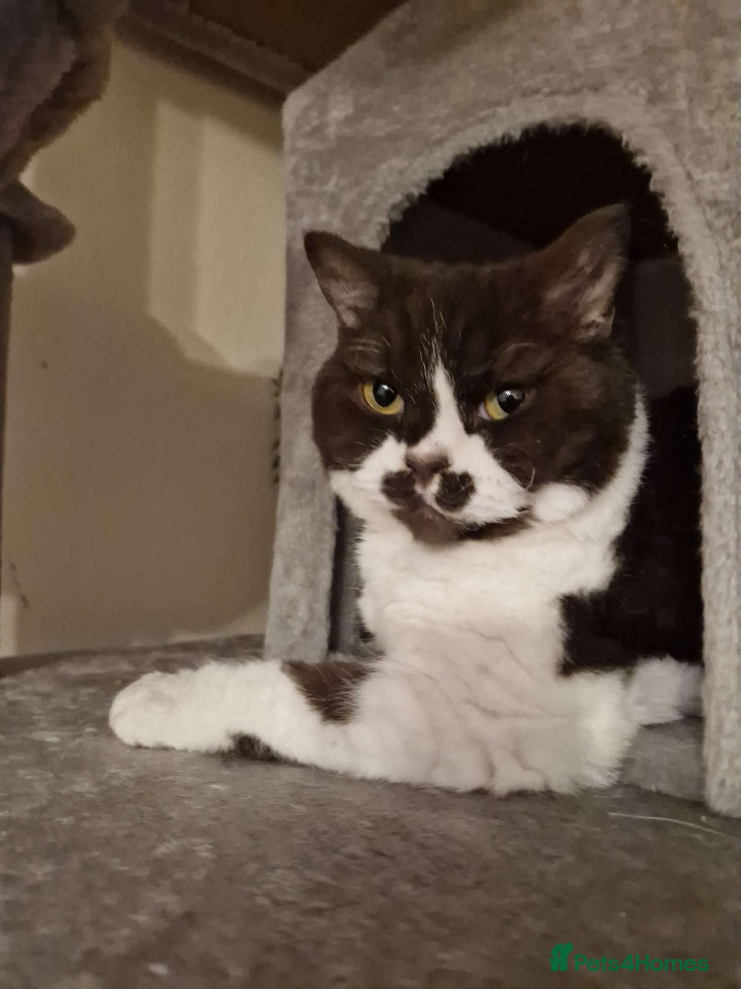 Selkirk Rex cats Selkirk rex curly chocolate bi colour neutered - Advert 2