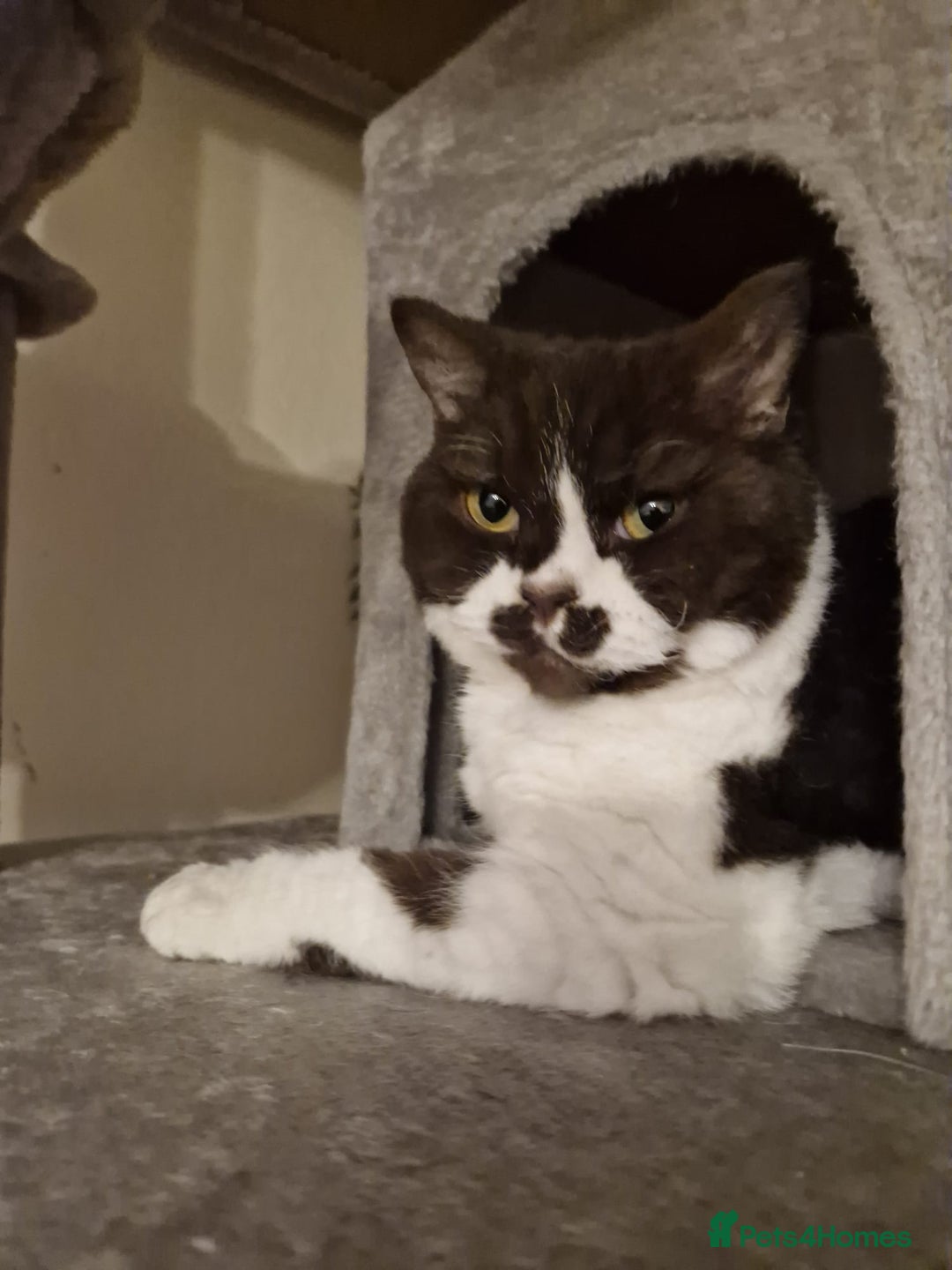 Selkirk Rex cats for sale: Selkirk rex curly chocolate bi colour neutered - Advert 1