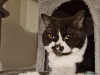 Selkirk Rex cats Selkirk rex curly chocolate bi colour neutered - Advert 2