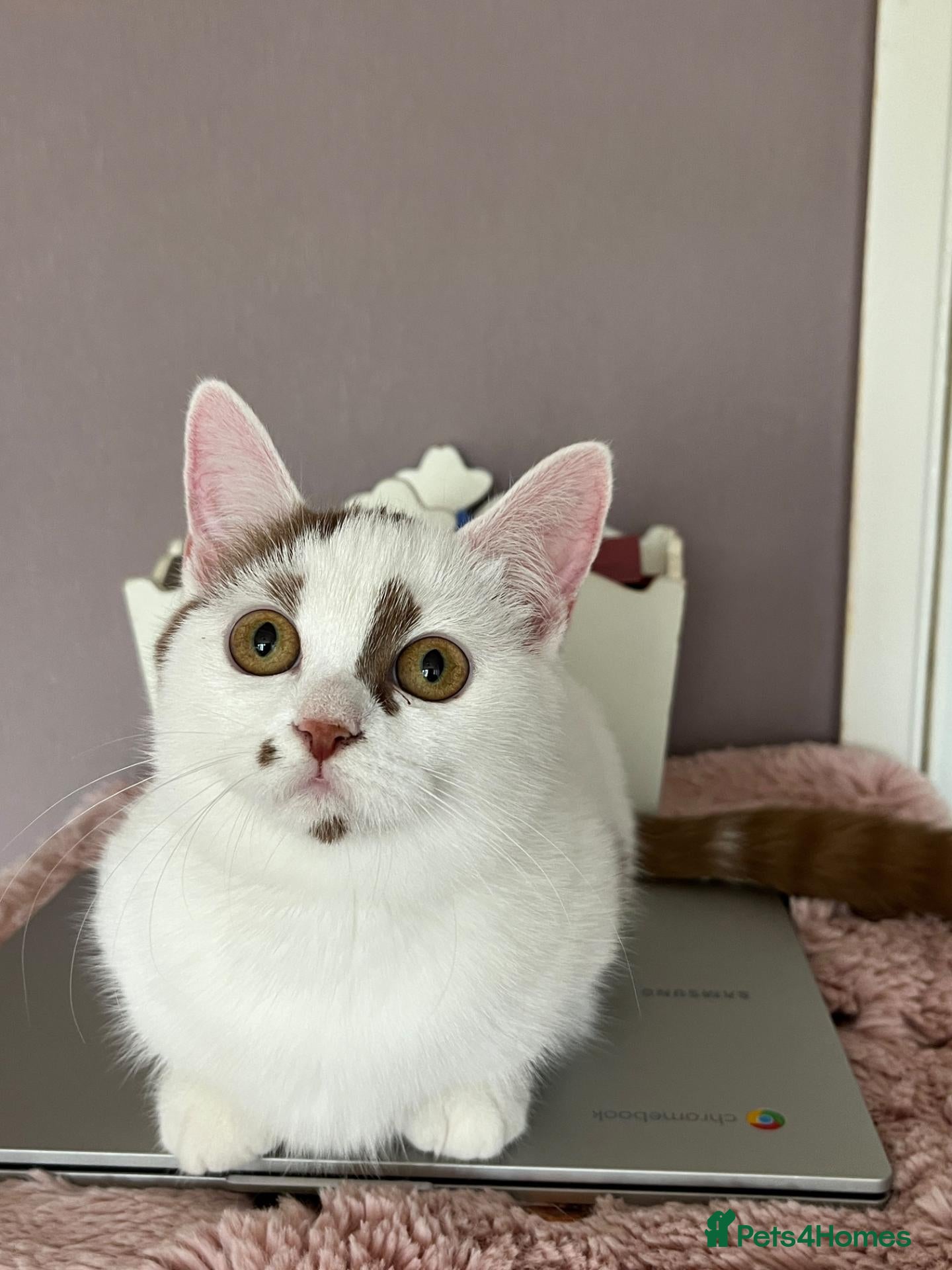 Munchkin cats Beautiful Munchkin kittens  - Advert 2