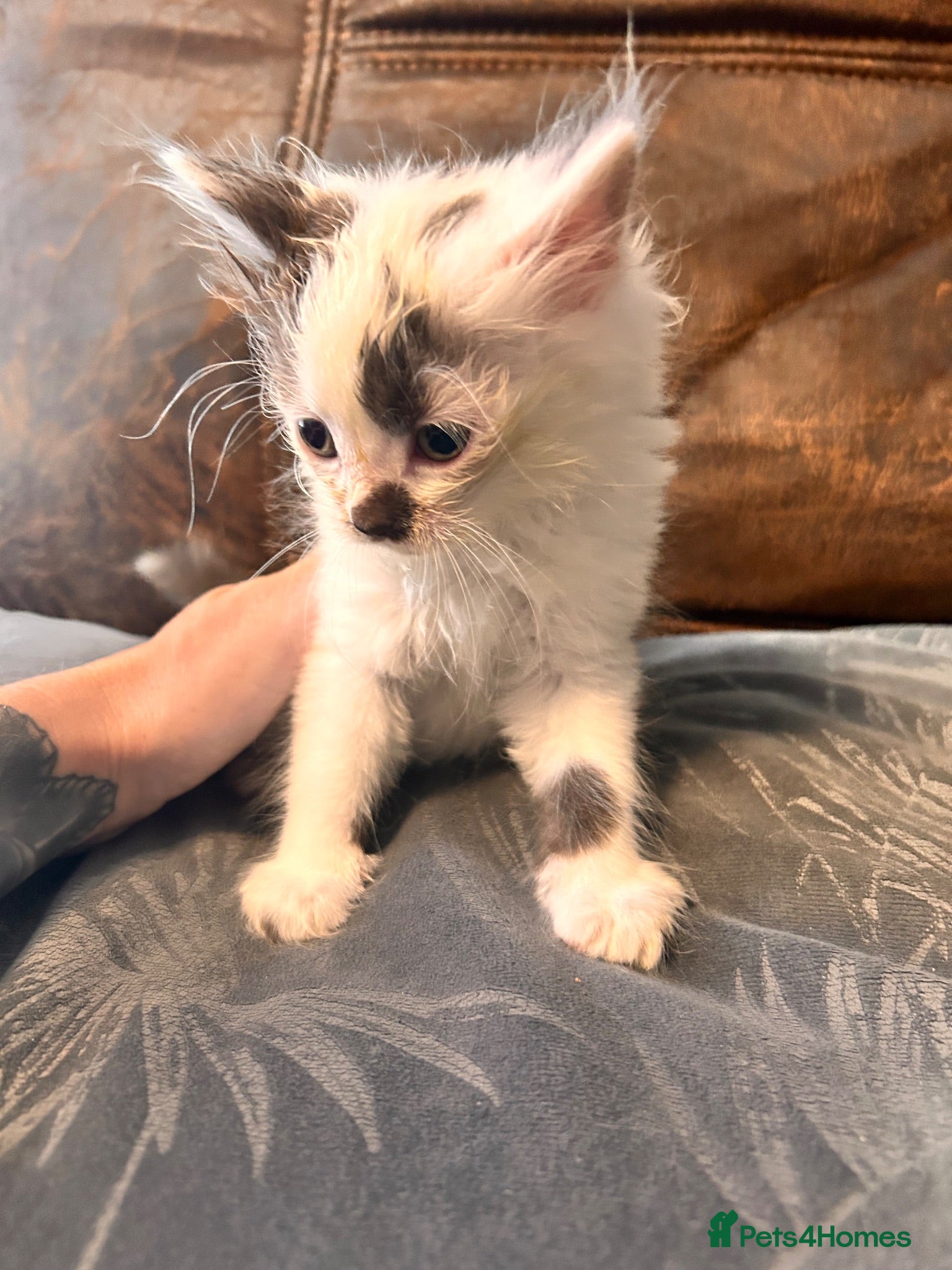 Mixed Breed cats 6 Beautiful Kittens – Boys & Girls – Ready Now 🐾 - Advert 12