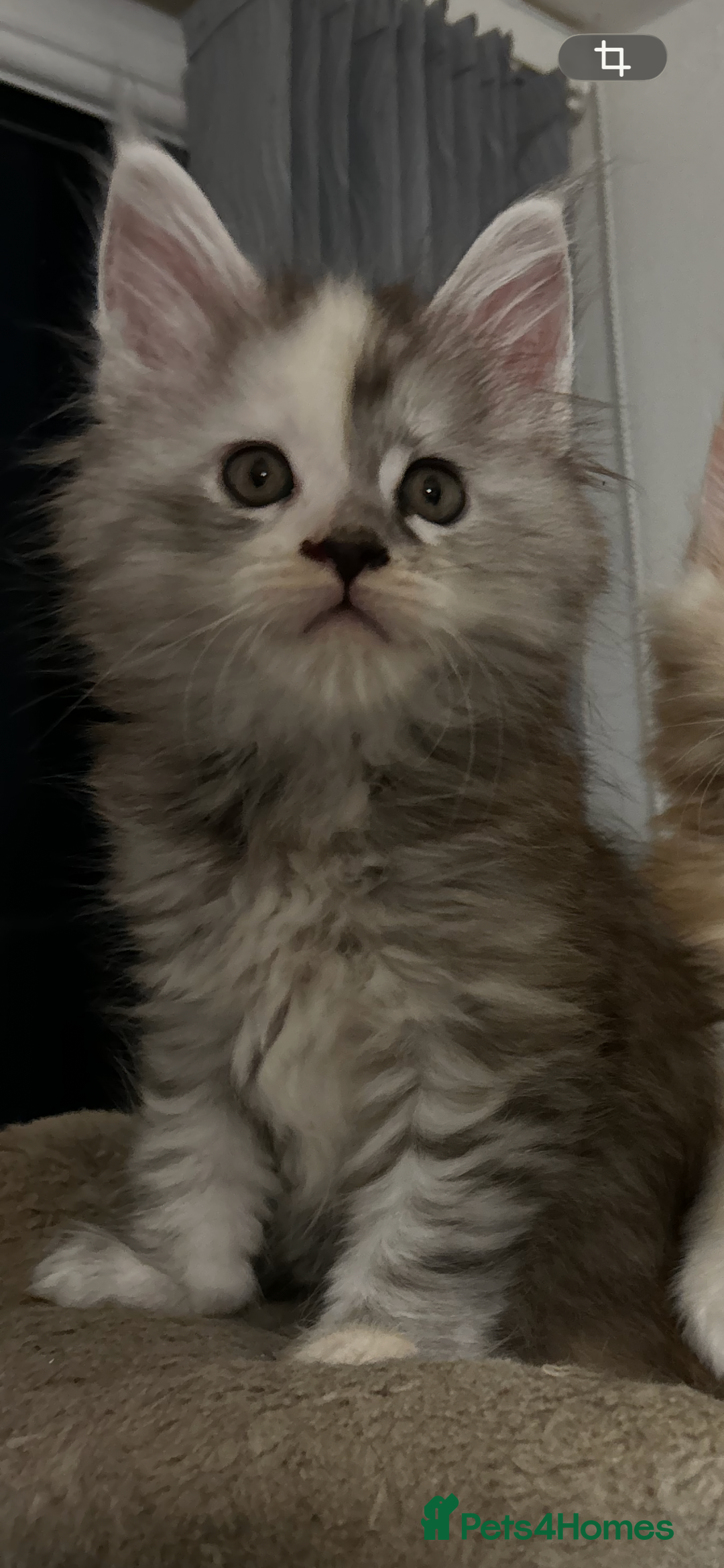 Maine Coon cats for sale: 2 stunning girls 1 polydactyl ready  **  ev - Advert 21