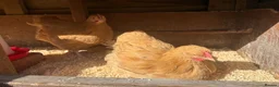 Chickens poultry for sale: Young Buff Orpington Cockerels for sale  in Bromsgrove - Advert 2