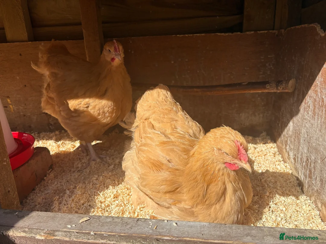 Chickens poultry for sale: Young Buff Orpington Cockerels for sale  in Bromsgrove - Advert 2