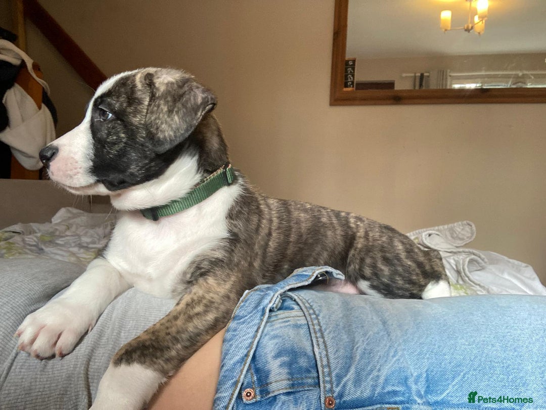 Mixed Breed dogs for sale: American bulldog x bullmastiff puppies - Advert 22
