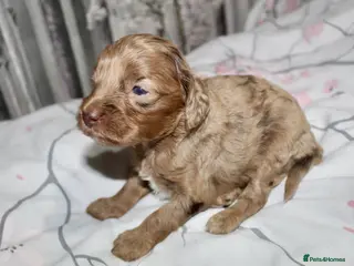 Cockapoo dogs Exceptional health tested American Cockapoos - Advert 3