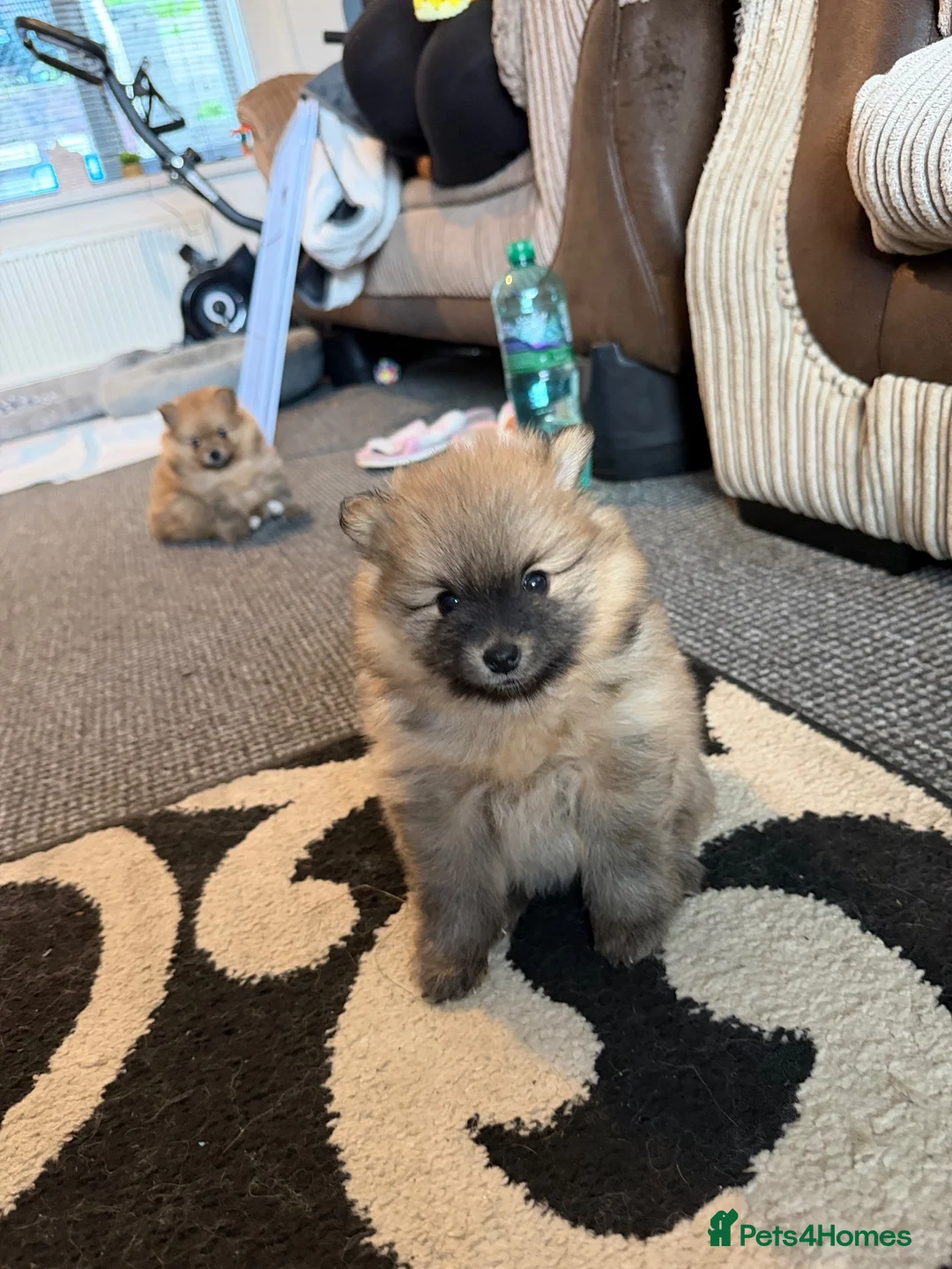 Pomeranian dogs for sale: Pomeranian puppies - Advert 2