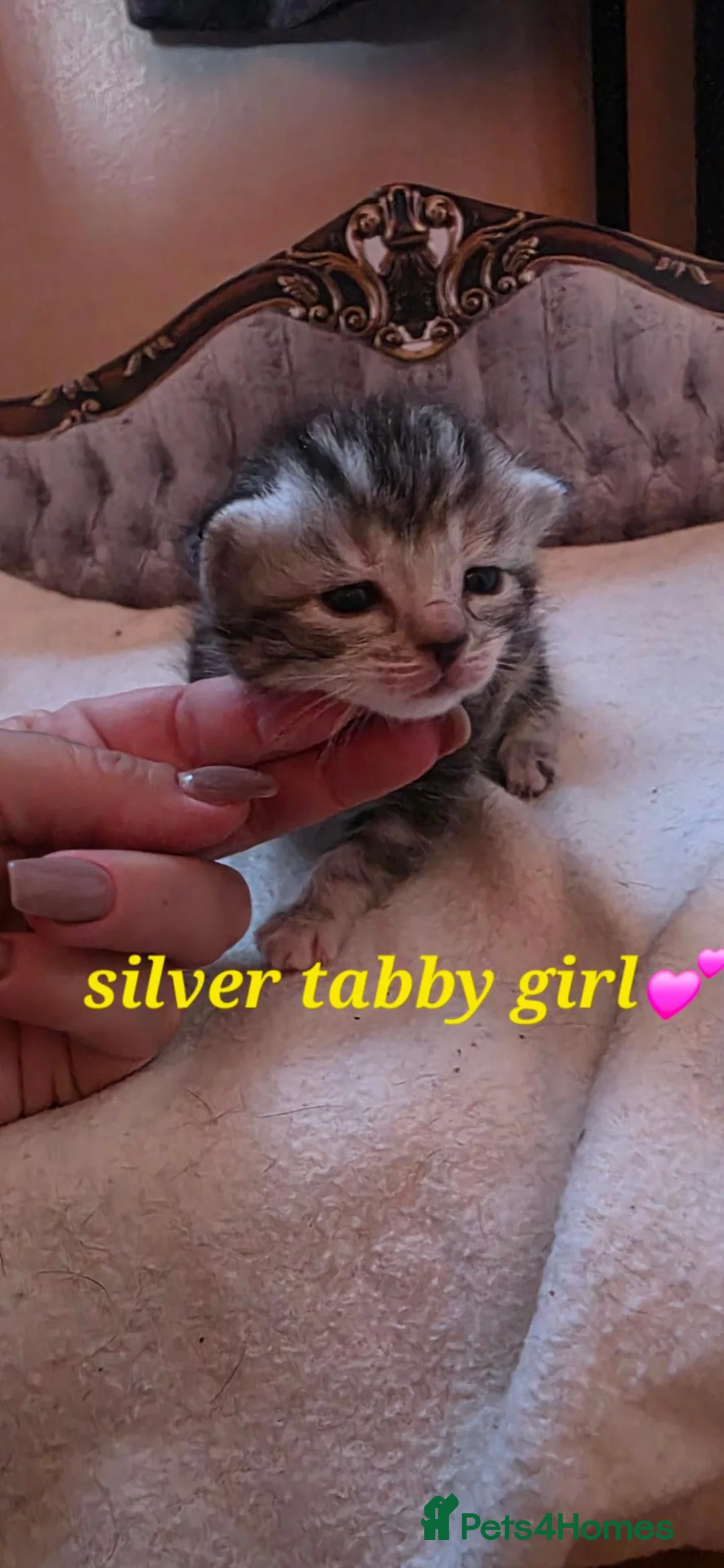 Mixed Breed cats for sale: Maincoon x British short hair  - Advert 2
