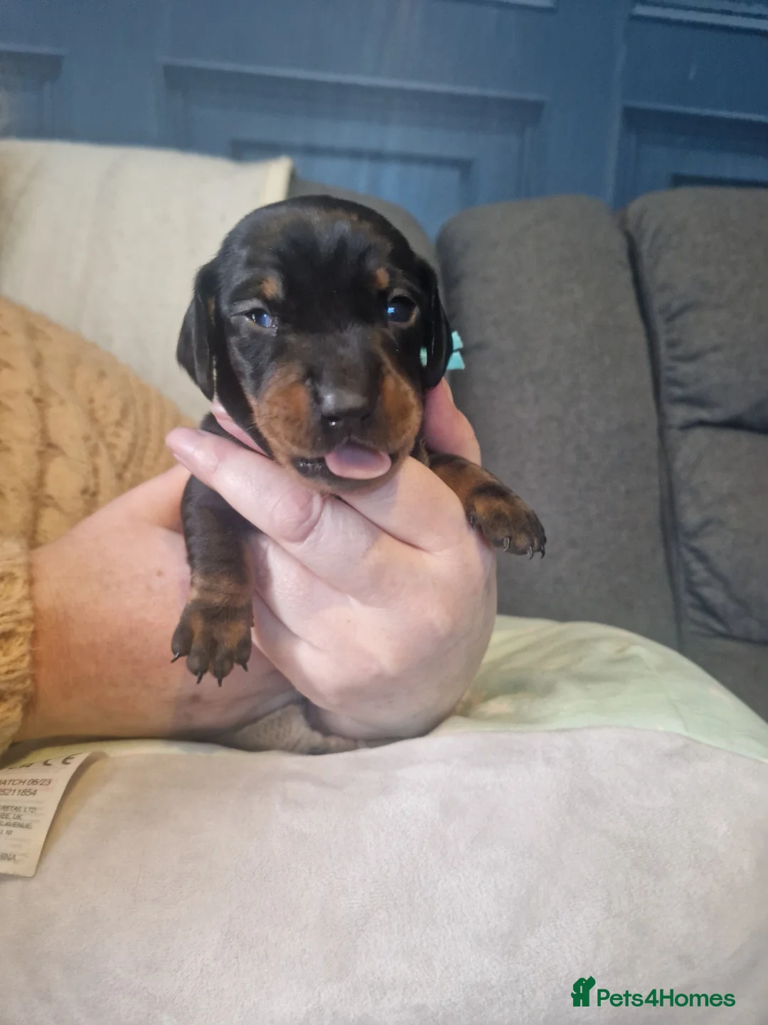 Miniature Dachshund dogs for sale: Miniature dachshund  - Advert 13