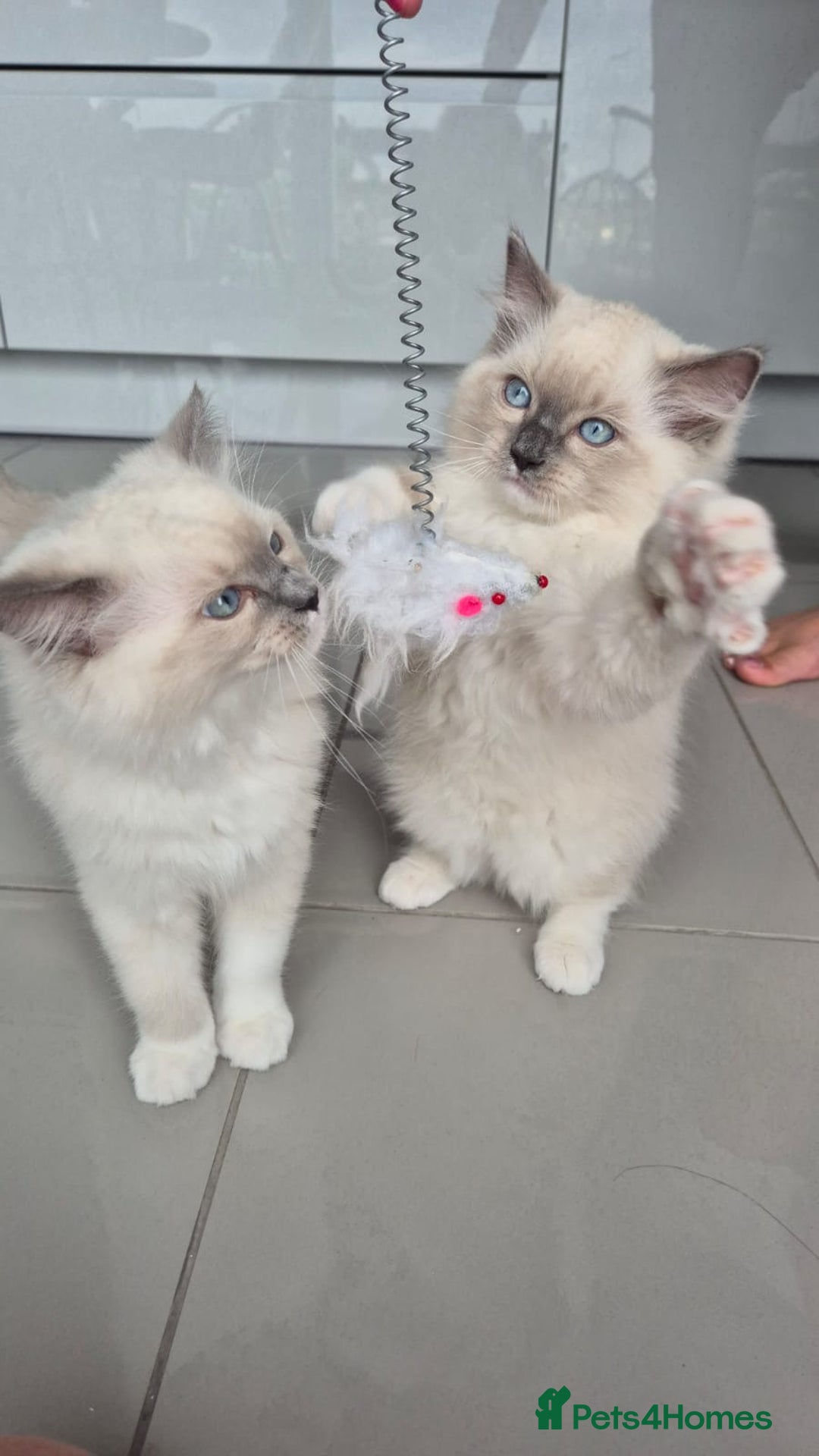 Ragdoll cats for sale: *READY TO GO* 1 beautiful girl ragdoll in Liversedge - Image 2