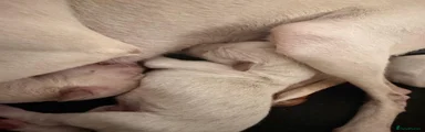 Italian Greyhound 4