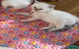 Ragdoll cats for sale: Gccf registered ragdoll kittens  - Image 6