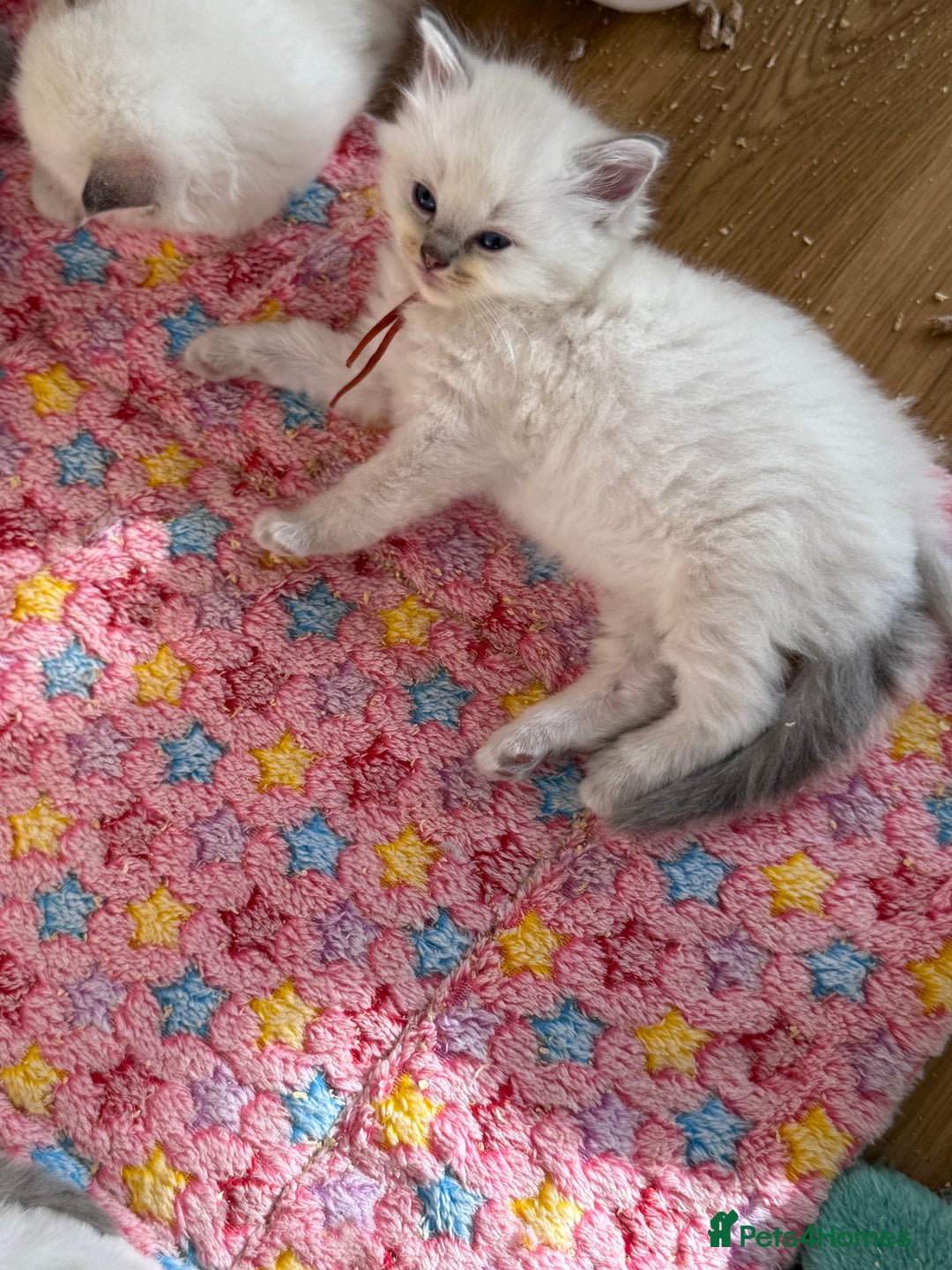 Ragdoll cats for sale: Gccf registered ragdoll kittens  - Image 6