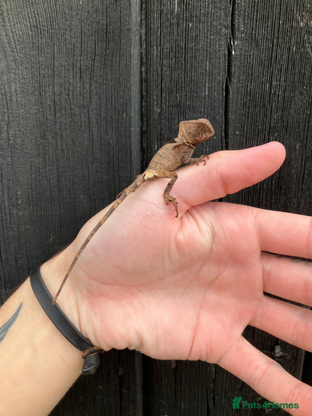 Iguana reptiles for sale: Eastern Casquehead & Hernandez’s Helmeted Iguanas - Image 17