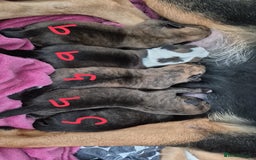 Mixed Breed dogs for sale: 8 beautiful huntaway x presa canario puppies  - Image 2