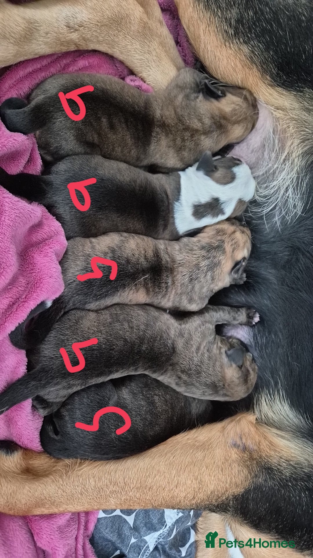 Mixed Breed dogs for sale: 8 beautiful huntaway x presa canario puppies  - Image 2
