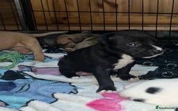 American Bull Staffy dogs for sale: 2 Female American bull x staff puppies left - Image 27