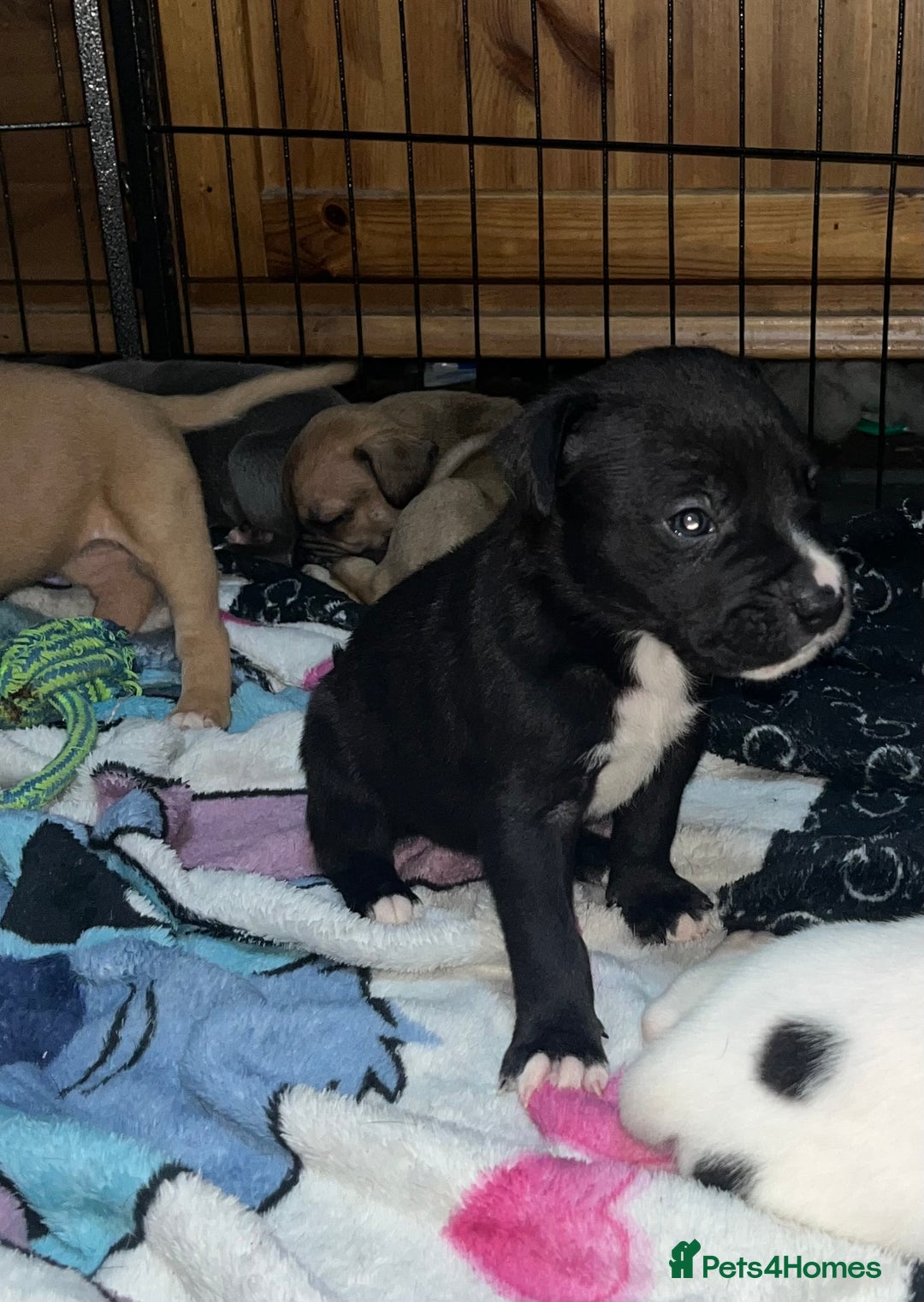 American Bull Staffy dogs for sale: 2 Female American bull x staff puppies left - Image 27