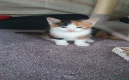 Mixed Breed cats for sale: 4 gorgeous kittens ready to find their new homes - Image 2