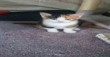 Mixed Breed cats - Advert 14