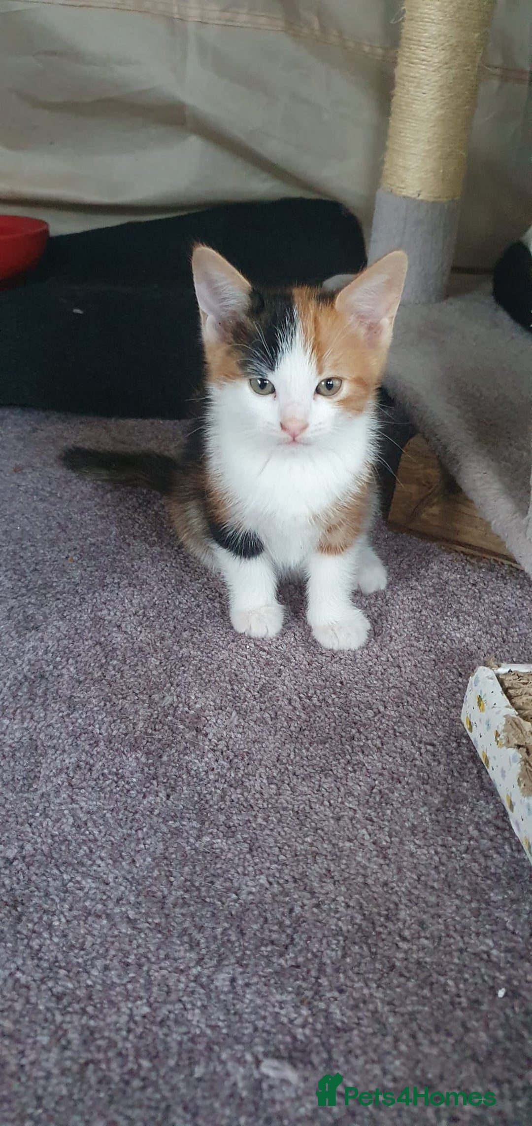 Mixed Breed cats for sale: 4 gorgeous kittens ready to find their new homes - Image 2