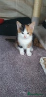Mixed Breed cats - Advert 7
