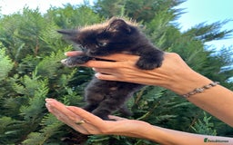Scottish Fold cats for sale: Adorable Scottish Fold Mix Kittens - Image 7