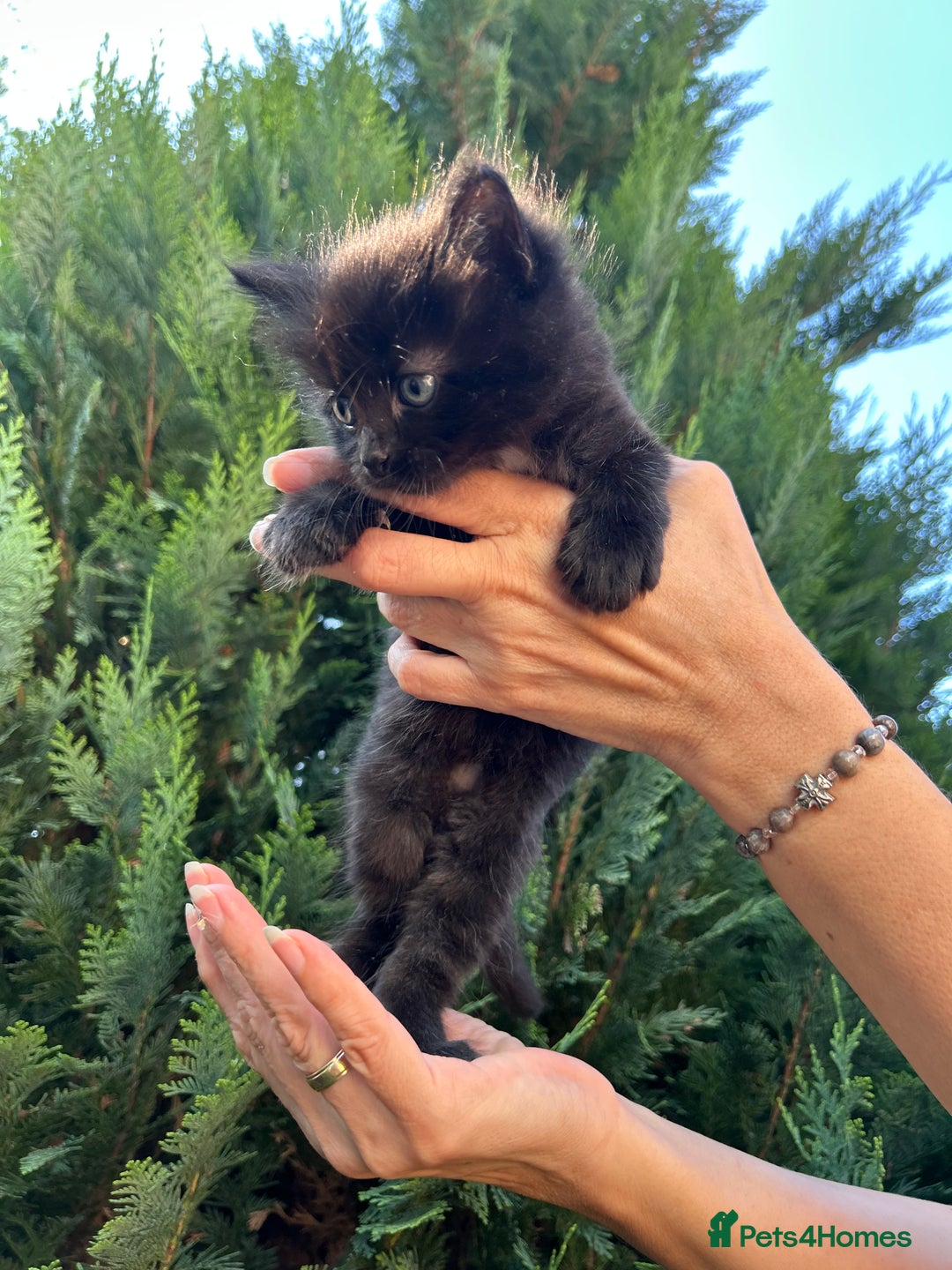Scottish Fold cats for sale: Adorable Scottish Fold Mix Kittens - Image 7