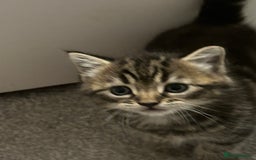 Domestic Shorthair cats for sale: Kittens - Image 2