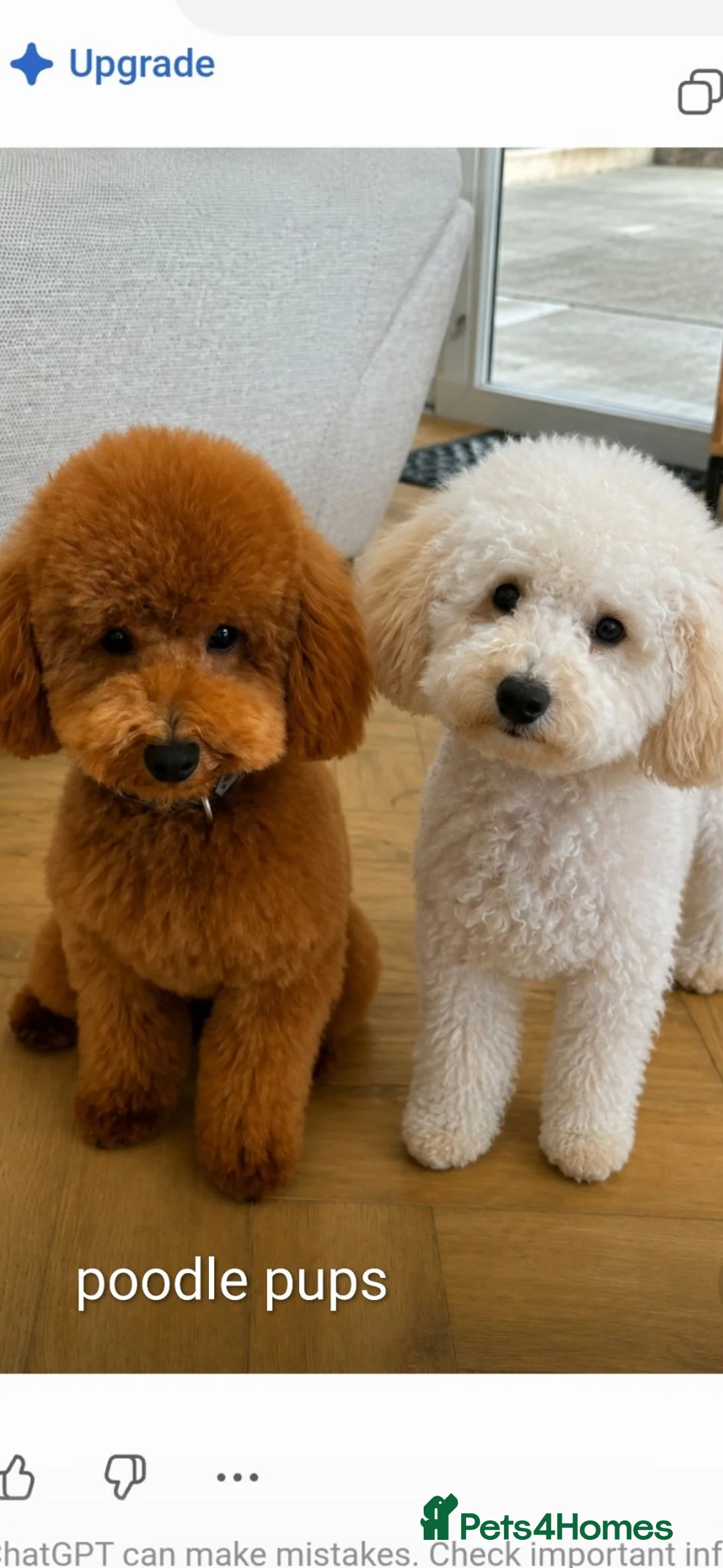 Toy Poodle dogs for stud: For stud toy poodle £150 - Advert 2