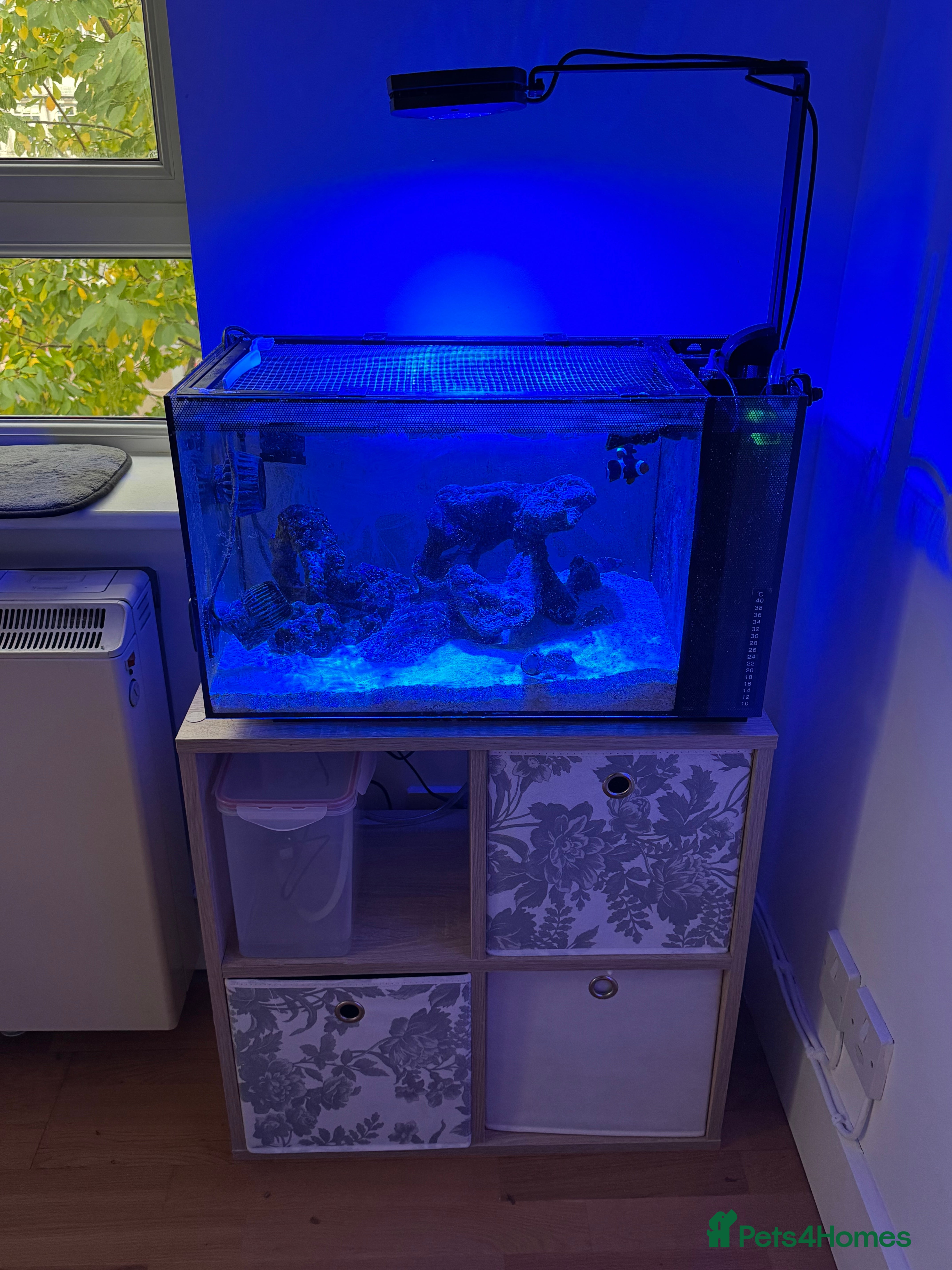 Other/Mixed Breed fish Fluval Evo Sea for sale with full set up - Advert 7