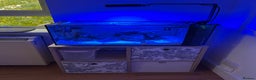 Other/Mixed Breed fish for sale: Fluval Evo Sea for sale with full set up - Advert 1