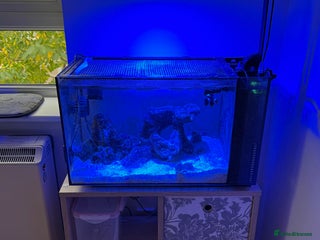 Other/Mixed Breed fish - Advert 2