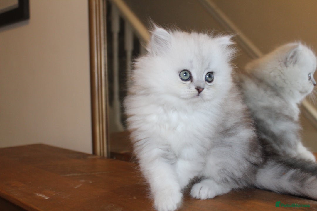 Persian cats for sale: Two Exquisite Persian Chinchilla Doll Face Kittens - Advert 4