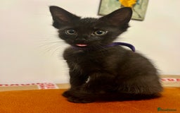 Ragdoll cats for sale: Ragdoll X Norwegian  - Image 1