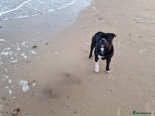 Staffordshire Bull Terrier dogs Handsome Loving Boy Who Is Beautiful inside & Out in Battle - Advert 4