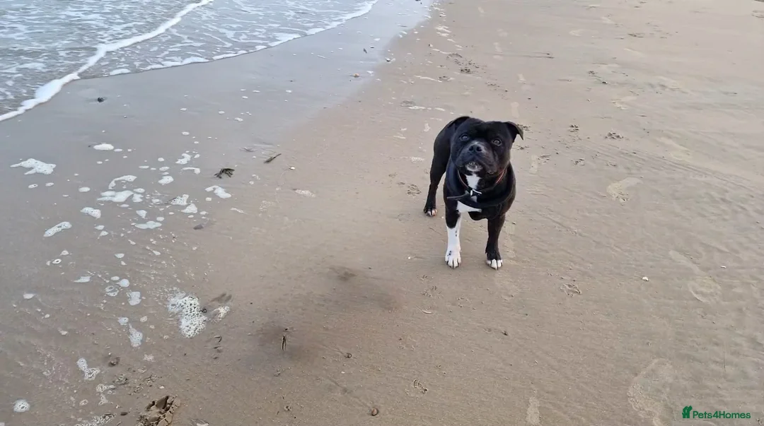 Staffordshire Bull Terrier dogs for stud: Are You Looking For Good Temperament And Quality?  in Battle - Advert 3