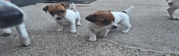 Jack Russell dogs for sale: Jack Russell pups for sale  in Bury - Advert 10