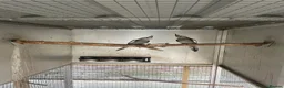 Cockatiels birds for sale: 2026 Young ALBINO / PIED /GREY Cockatiels  - Advert 29