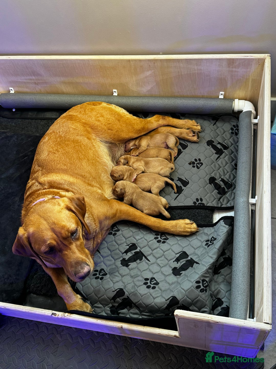 Labrador Retriever dogs for sale: Gorgeous fox red Labrador retriever for sale  - Image 1