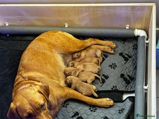 Labrador Retriever dogs - Advert 2