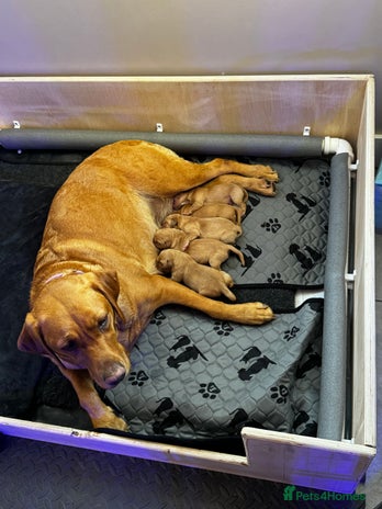 Labrador Retriever dogs - Advert 1