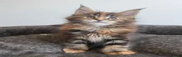 Maine Coon cats for sale: Champion line kittens 🥰 - Advert 6