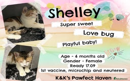 Domestic Shorthair cats for sale: Kittens and cats for adoption.  - Image 4