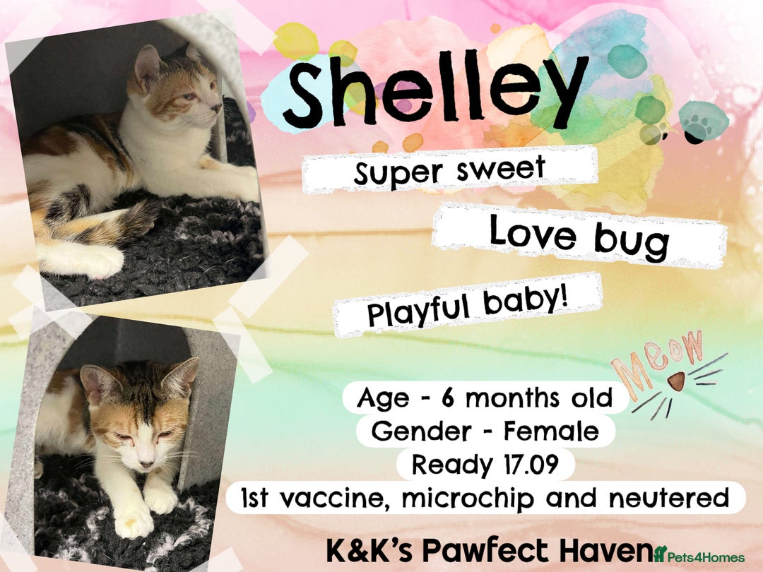 Domestic Shorthair cats for sale: Kittens and cats for adoption.  - Image 4