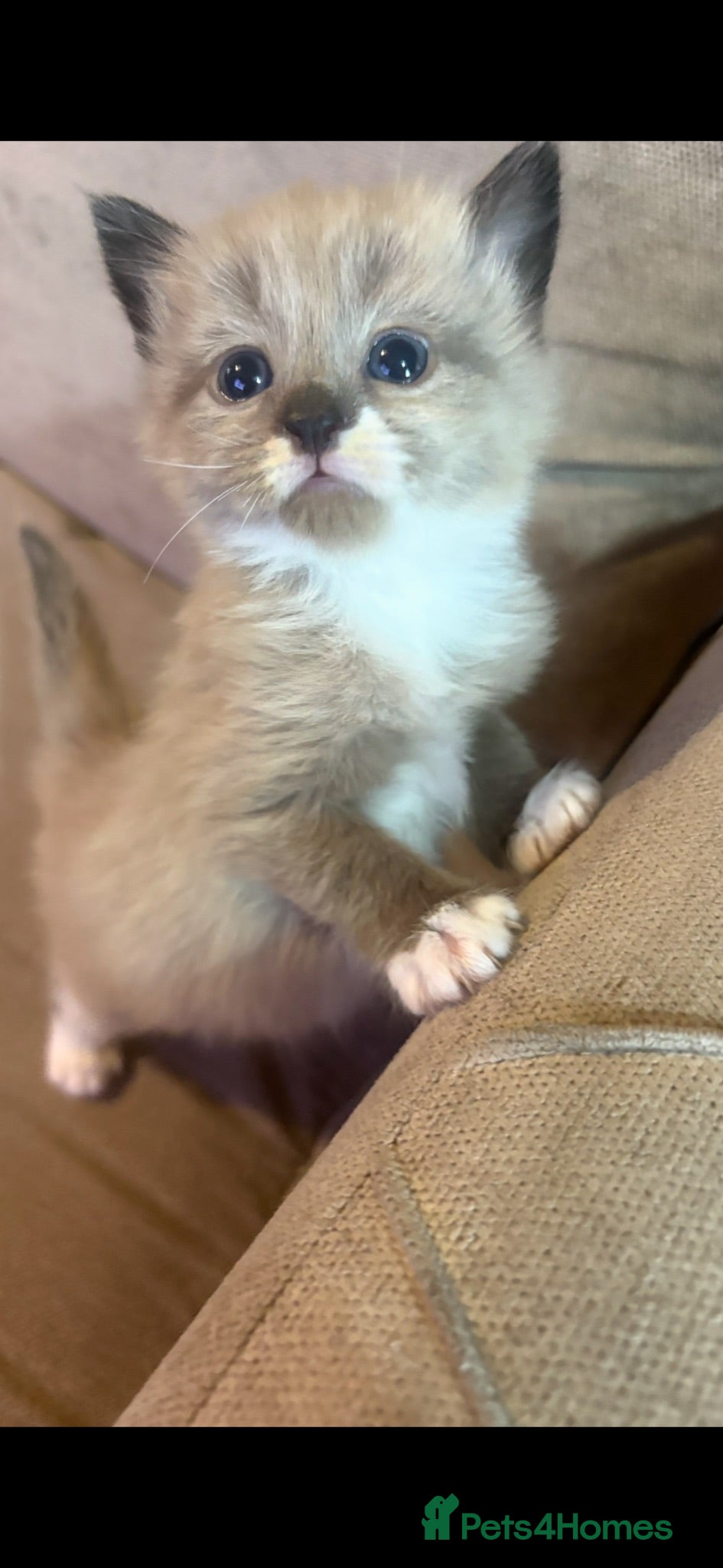 Mixed Breed cats Ragdoll/siamese kittens 2 left  - Advert 1